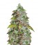 Lowryder Auto Fem (Vision Seeds) семена конопли