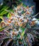 Master Kush fem (Nirvana Seeds) семена конопли