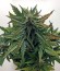 Roadrunner Autoflowering fem семена конопли