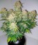 Royal Jack Automatic fem (Royal Queen Seeds) семена конопли