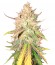 Sugar Candy fem (Delicious Seeds) семена конопли