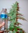 Supersonic Cristal Storm Auto fem (Samsara Seeds) семена конопли