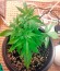 Sugar Mango Ryder Auto fem (World of Seeds) семена конопли