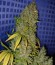 White Widow x Big Bud fem (Female Seeds) семена конопли