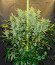 Flash Babylon Auto fem (Samsara Seeds) семена конопли