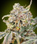 Auto Somango Glue fem (Advanced Seeds) семена конопли