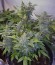 Black Jack F1 Fast Version fem (Sweet Seeds) семена конопли