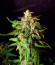 Bruce Banner Auto (Sweet Seeds) семена конопли