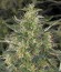 CBD-Chronic fem (Serious Seeds) семена конопли