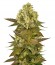 Sour Blueberry fem (Humboldt Seeds) семена конопли