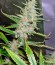 Cream Mandarine Auto fem (Sweet Seeds) семена конопли