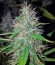 Bubba Kush Autoflowering fem (Dinafem Seeds) семена конопли
