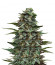 Кубанский убийца fem (Kalashnikov Seeds) семена конопли