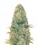 Amnesia Haze fem (Victory Seeds) семена конопли