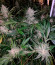 Auto Seemango fem (Victory Seeds) семена конопли