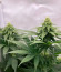 Семена сорта Chemical Bride fem (Green House Seeds)