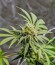 Damnesia Autoflowering fem (Strain Hunters) семена конопли