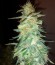 Holy Grail 69 fem (Samsara Seeds) семена конопли