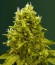Jack Hammer fem (Victory Seeds) семена конопли