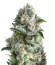 Jack Herer fem (Trikoma Seeds) семена конопли