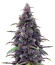Keepers OG Autoflower fem (Seedkeepers) семена конопли