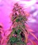 Auto Northern Lights fem (00 Seeds) семена конопли