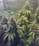 Семена конопли California Hash Plant