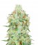 Jägg Kush fem (Delicious Seeds) семена конопли
