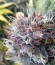 Lemon Kush fem (Female Seeds) семена конопли