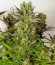 Motavation fem (Serious Seeds) семена конопли