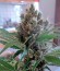 OG Kush reg (Humboldt Seeds) семена конопли