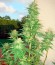 White Siberian fem (Dinafem Seeds) семена конопли