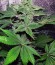 White Widow Auto fem (Green House Seeds) семена конопли