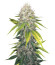 Za-Za OG fem (Herbies Seeds) семена конопли