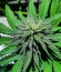 Ice Cream Cake Fast Flowering fem (Humboldt Seed Organization) семена конопли