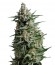 Anesthesia fem (Pyramid Seeds) семена конопли