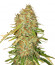 Auto Gorilla Blue fem (Advanced Seeds) семена конопли