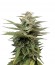 Blue Thai fem (Dinafem Seeds) семена конопли