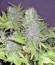 Blue Kripple fem (Dr. Krippling Seeds) семена конопли
