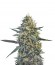Critical Hog fem от TH Seeds семена конопли