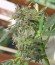Easy Sativa fem (Female Seeds) семена конопли