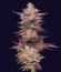 Frosted Fujis fem (Compound Genetics) семена конопли