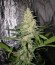 Incredible Bulk fem (Dr. Krippling Seeds) семена конопли