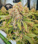 Totally Alpha OG fem (AlphaFem Seeds) семена конопли