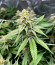 Apple Betty fem (Herbies Seeds) семена конопли