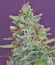 Red Diesel fem (Barney's Farm) семена конопли