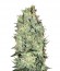 Amnesia Platinum fem семена конопли
