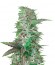 Auto Speed Bud fem (Female Seeds) семена конопли