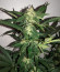 Bruce Banner #3 fem (Original Sensible Seeds) семена конопли
