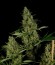 Critical Haze fem (Resin Seeds) семена конопли